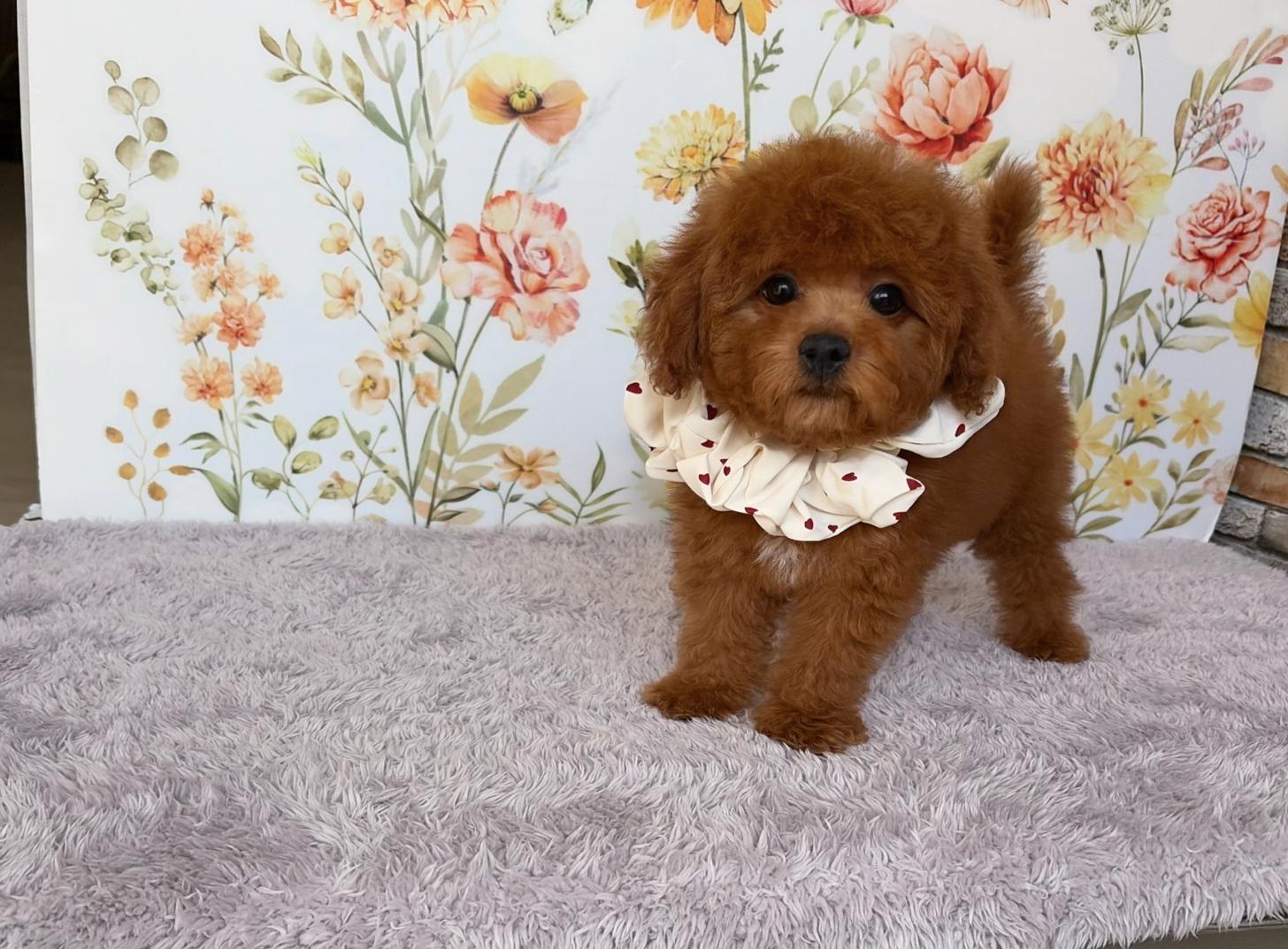 福岡県のトイプードル(タイニー) (ぱぴぷぺっと福岡店/2026年1月1日生まれ/女の子/レッド)の子犬の2枚目の画像