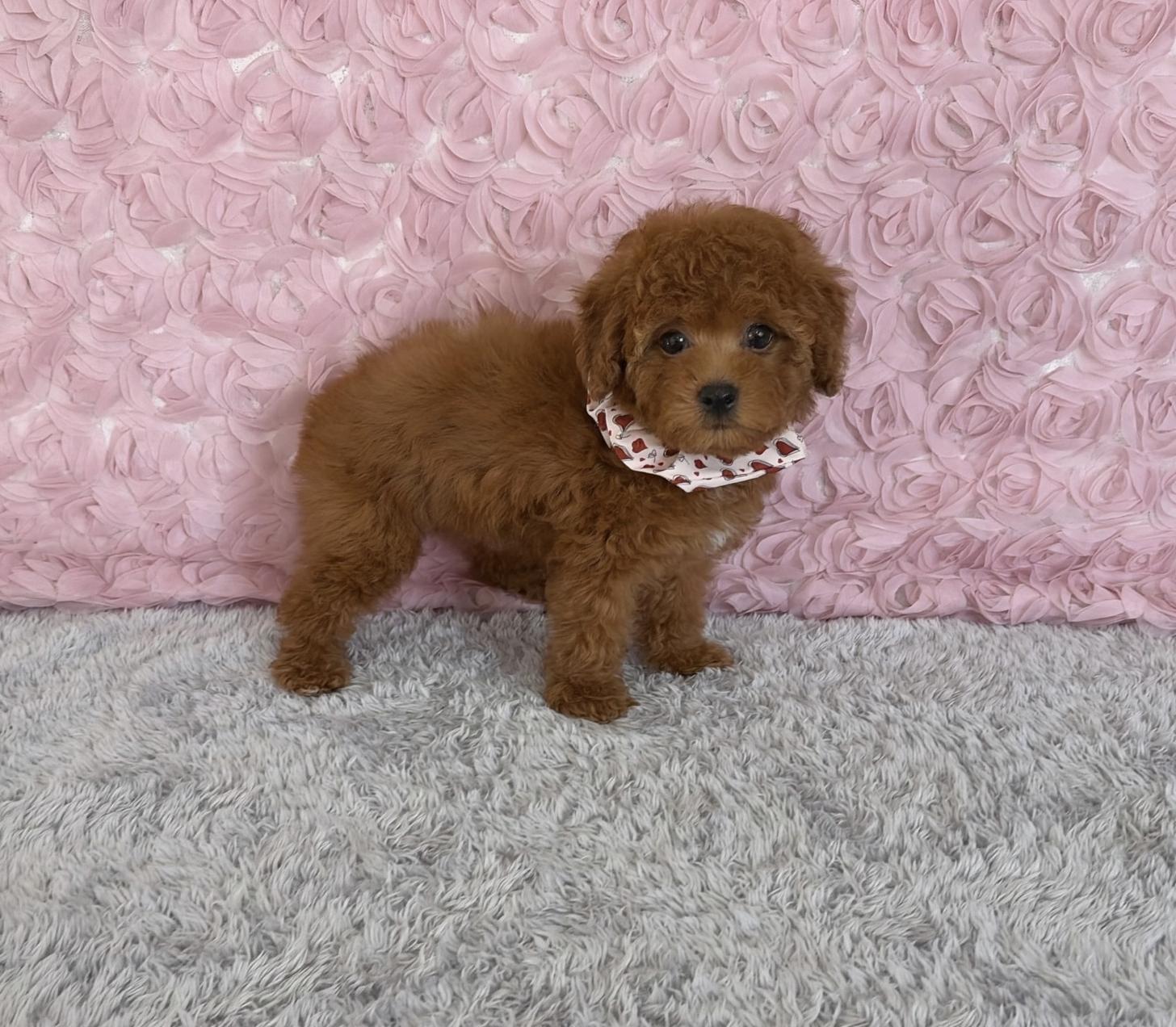 福岡県のトイプードル(タイニー) (ぱぴぷぺっと福岡店/2026年1月1日生まれ/女の子/レッド)の子犬の3枚目の画像