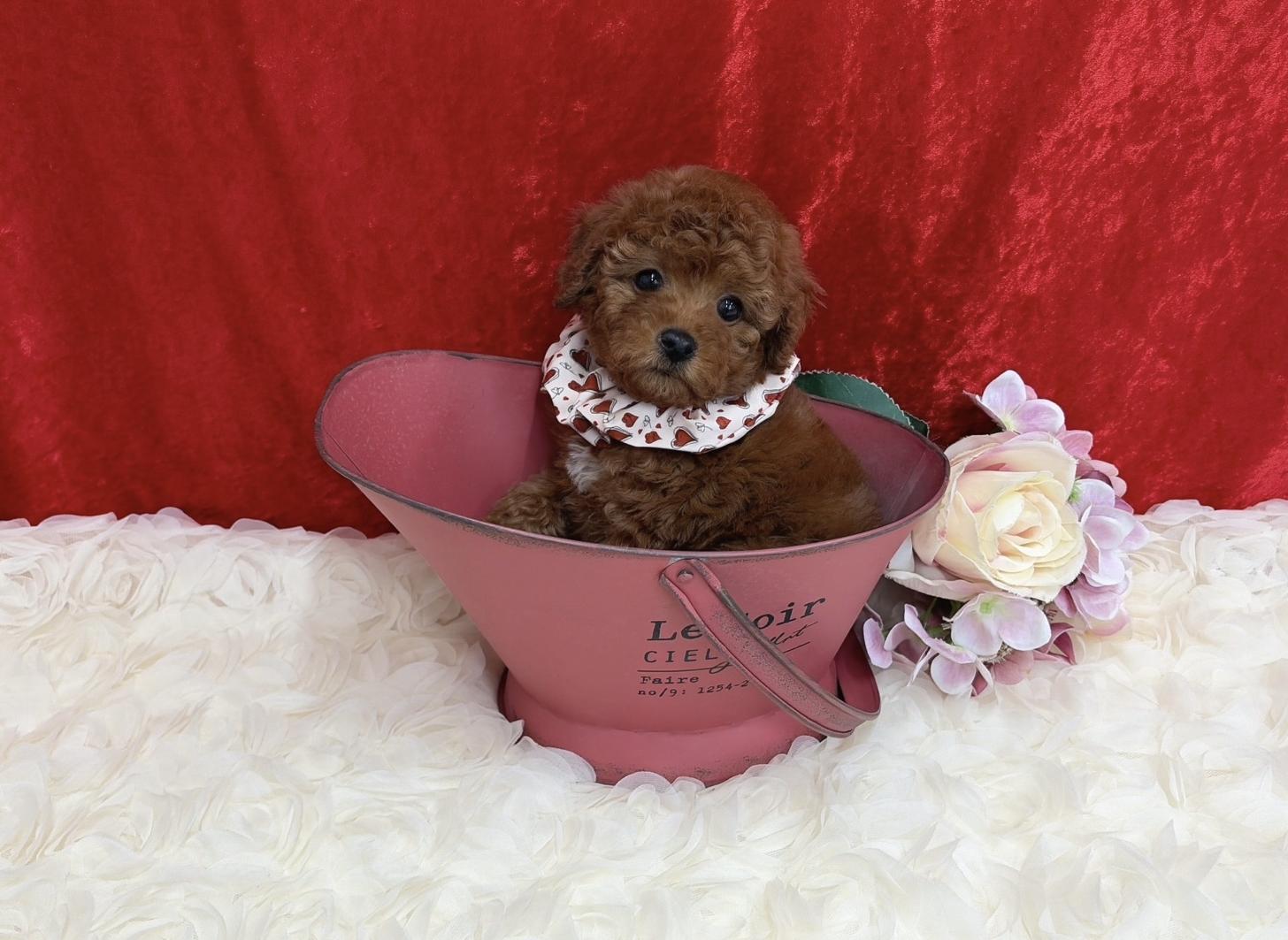 福岡県のトイプードル(タイニー) (ぱぴぷぺっと福岡店/2026年1月1日生まれ/女の子/レッド)の子犬の3枚目の画像