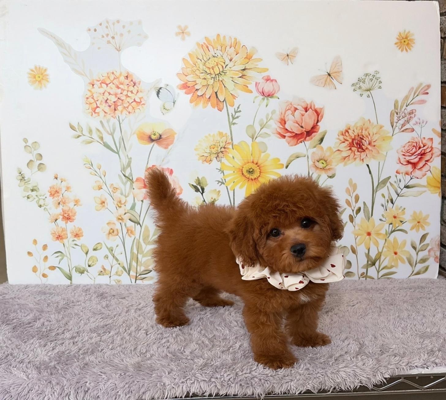 福岡県のトイプードル(タイニー) (ぱぴぷぺっと福岡店/2026年1月1日生まれ/女の子/レッド)の子犬の3枚目の画像