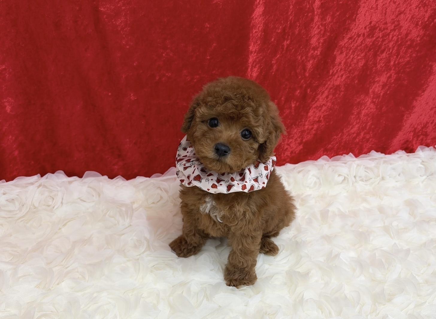 福岡県のトイプードル(タイニー) (ぱぴぷぺっと福岡店/2026年1月1日生まれ/女の子/レッド)の子犬の4枚目の画像