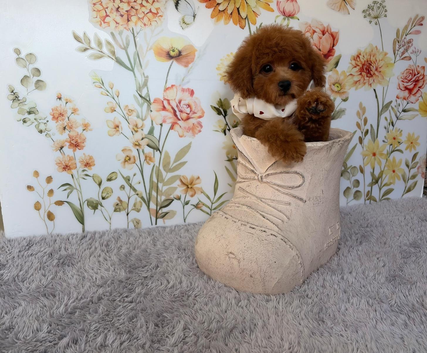 福岡県のトイプードル(タイニー) (ぱぴぷぺっと福岡店/2026年1月1日生まれ/女の子/レッド)の子犬の4枚目の画像