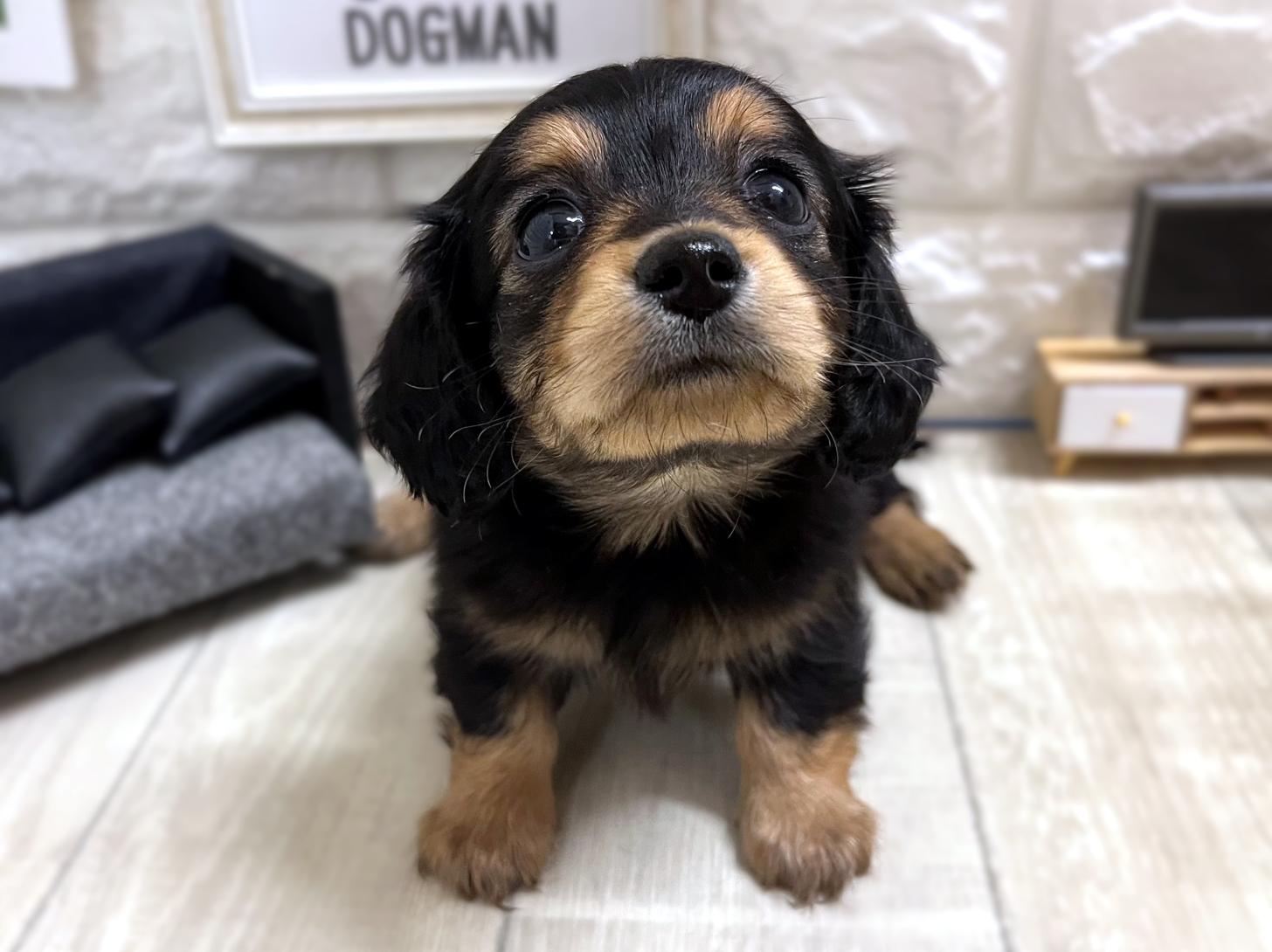 和歌山県のチワックス(チワワ×ダックス) (DOGMAN和歌山店/2025年12月1日生まれ/女の子/ブラックタン)の子犬の1枚目の画像