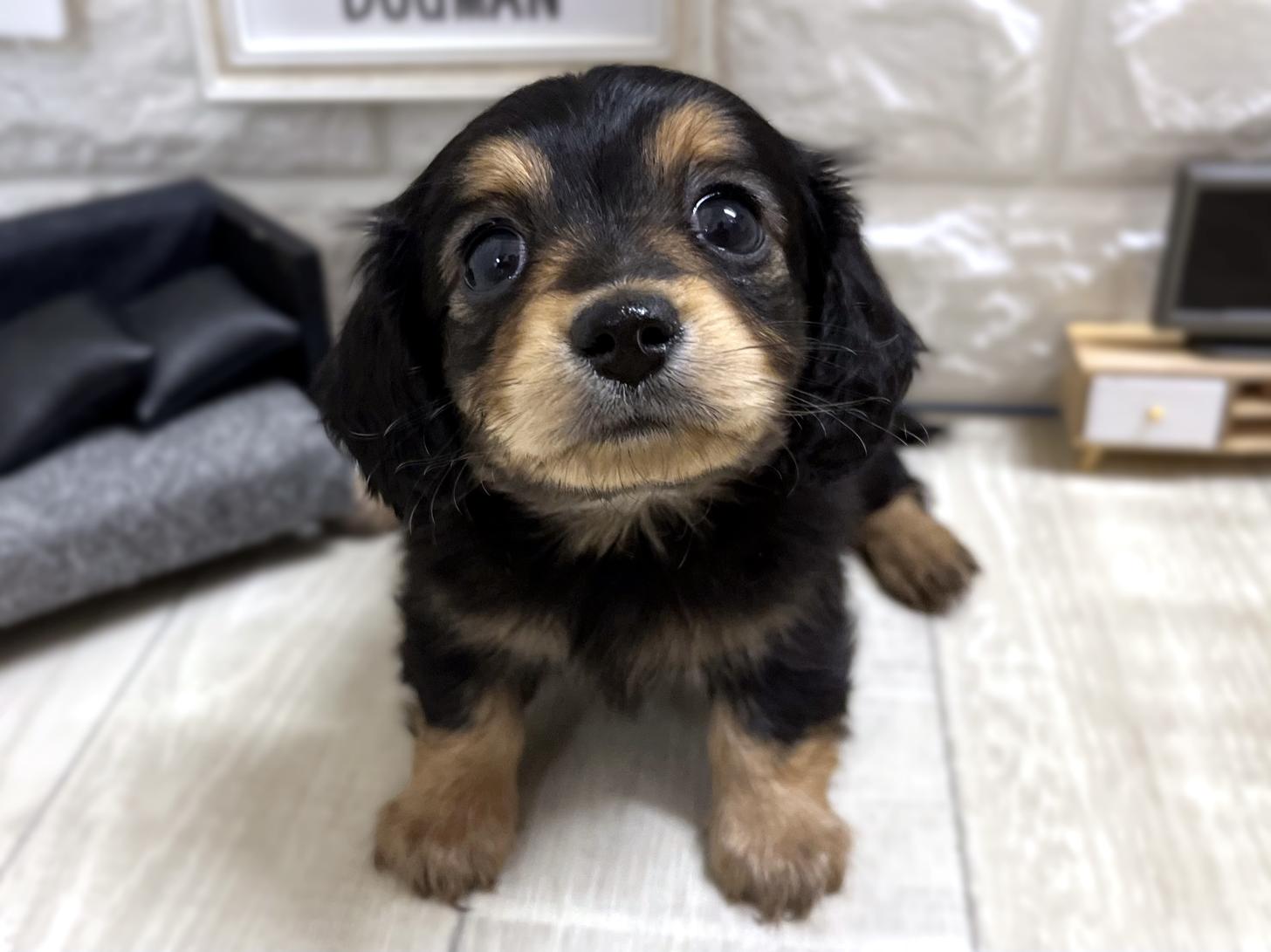 和歌山県のチワックス(チワワ×ダックス) (DOGMAN和歌山店/2025年12月1日生まれ/女の子/ブラックタン)の子犬の2枚目の画像