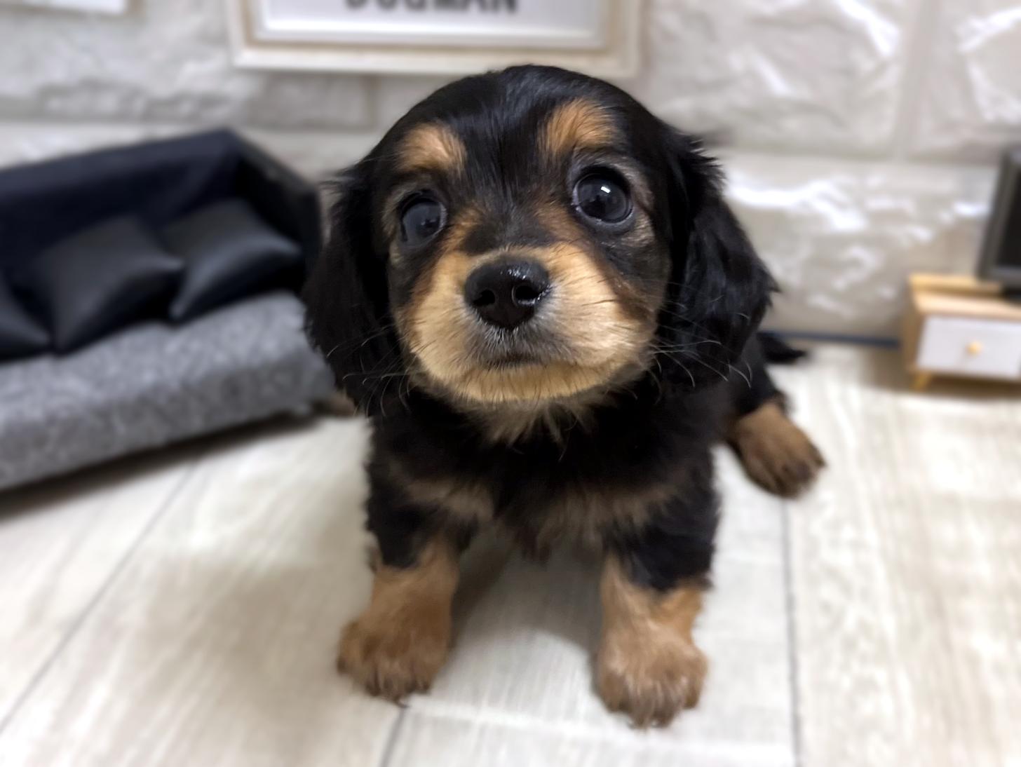 和歌山県のチワックス(チワワ×ダックス) (DOGMAN和歌山店/2025年12月1日生まれ/女の子/ブラックタン)の子犬の3枚目の画像