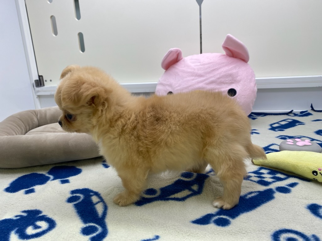 宮城県のチワワ(ロング) (ズーズーカンパニー 八乙女店/2026年4月21日生まれ/男の子/クリームホワイト)の子犬の3枚目の画像
