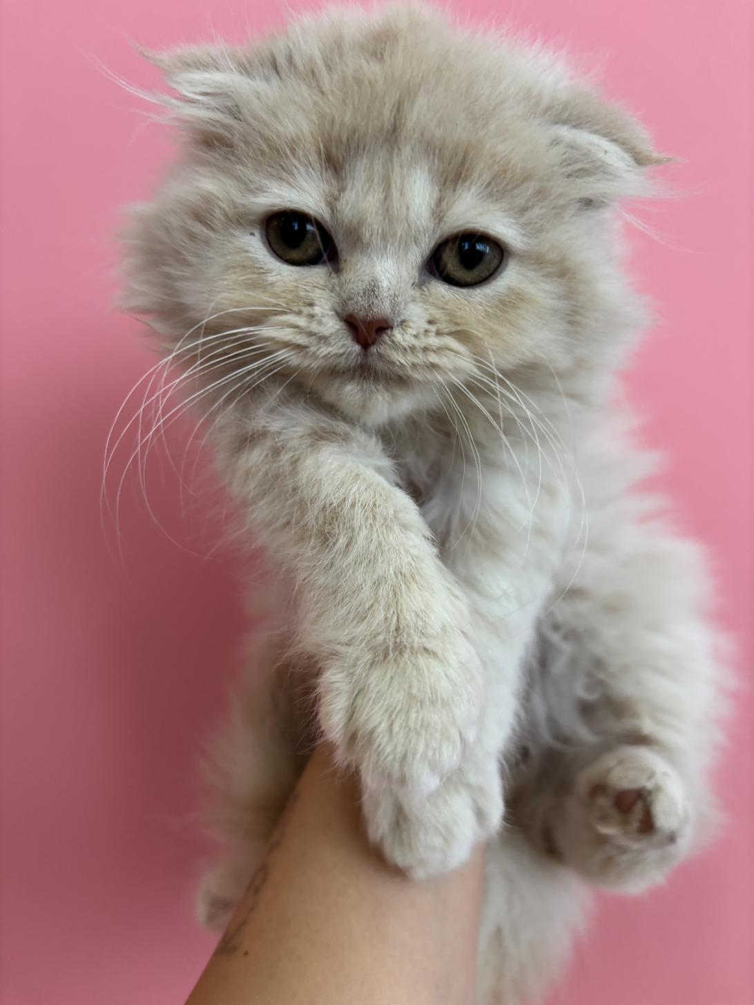 埼玉県のスコティッシュフォールド (ペッツスマイル南中野店/2025年9月27日生まれ/女の子/クリーム)の子猫の1枚目の画像