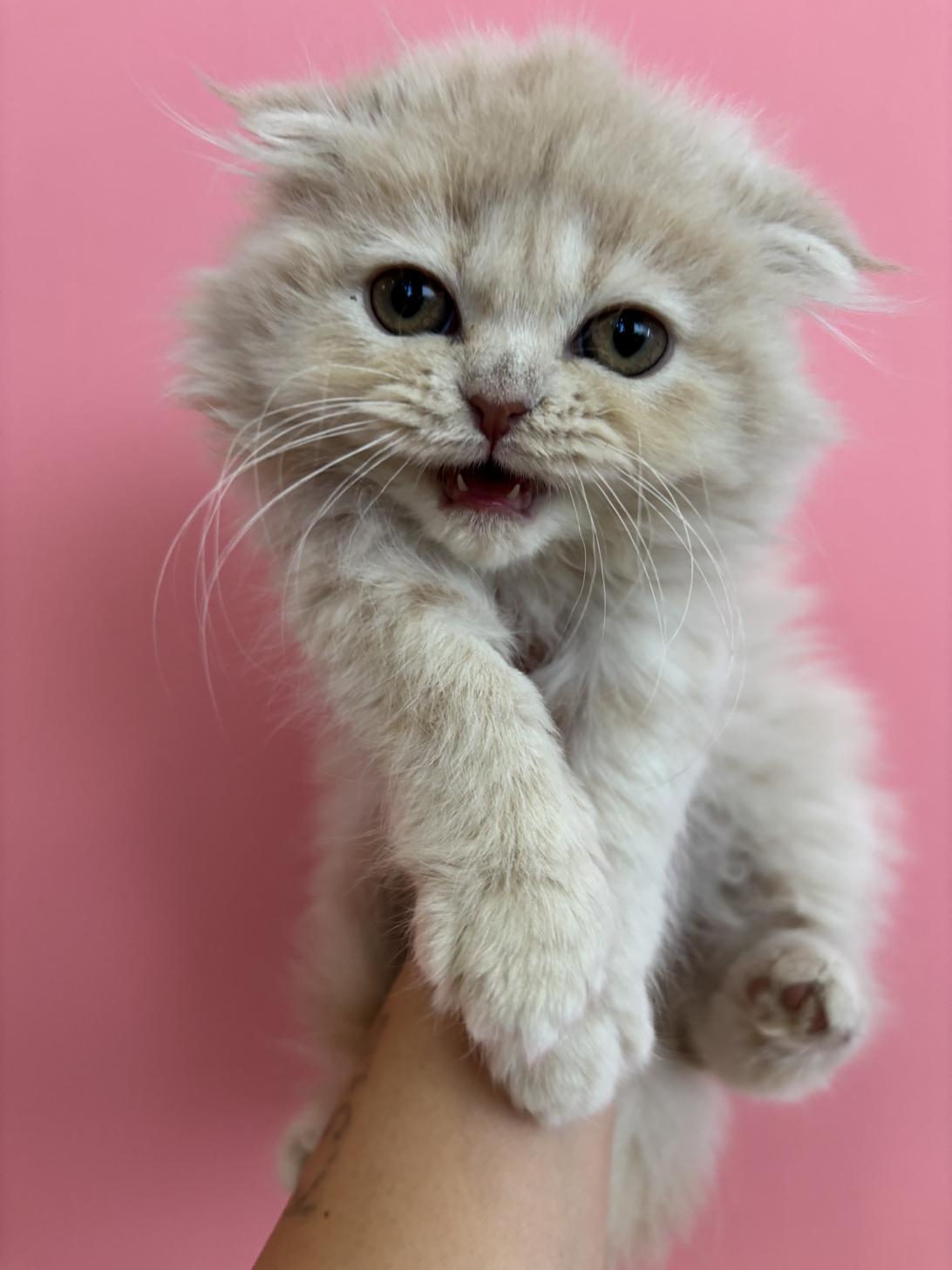 埼玉県のスコティッシュフォールド (ペッツスマイル南中野店/2025年9月27日生まれ/女の子/クリーム)の子猫の2枚目の画像