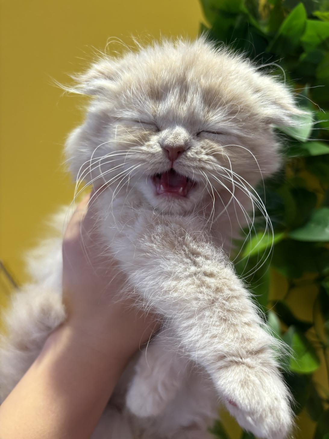 埼玉県のスコティッシュフォールド (ペッツスマイル南中野店/2025年9月27日生まれ/女の子/クリーム)の子猫の3枚目の画像