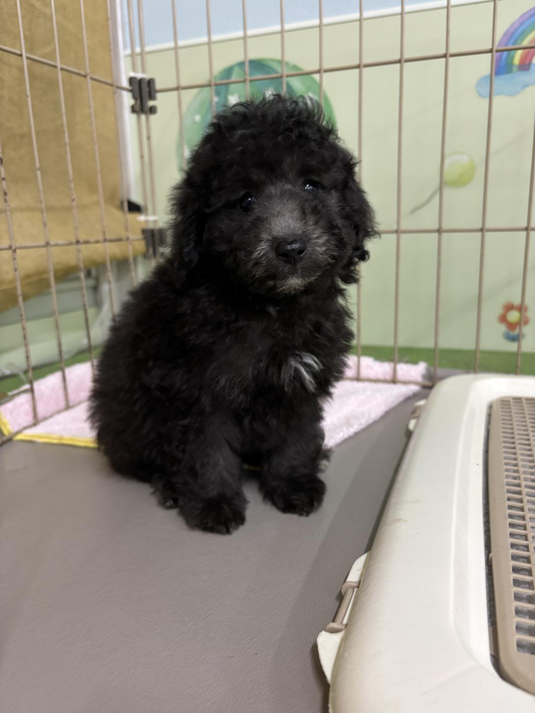 愛知県のトイプードル(トイ) (子いぬの足あと/2025年4月2日生まれ/男の子/シルバー)の子犬