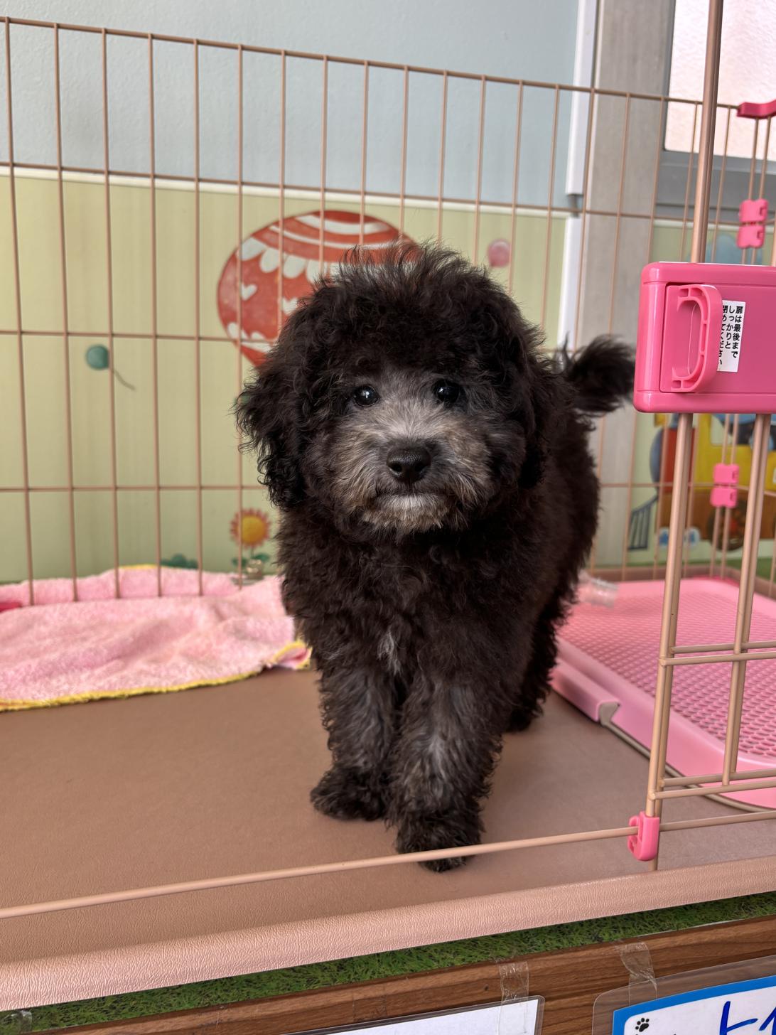 愛知県のトイプードル(トイ) (子いぬの足あと/2025年4月2日生まれ/男の子/シルバー)の子犬の2枚目の画像
