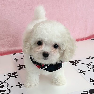 福岡県のハーフ犬・ミックス犬 (ぱぴぷぺっと福岡店/2025年5月15日生まれ/女の子/ホワイトクリーム)の子犬の1枚目の画像