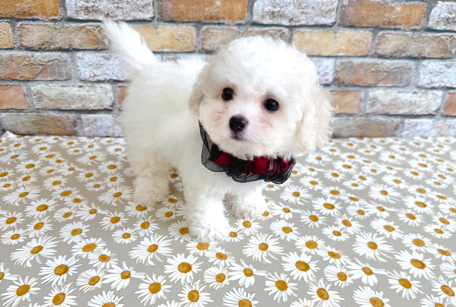 福岡県のハーフ犬・ミックス犬 (ぱぴぷぺっと福岡店/2025年5月15日生まれ/女の子/ホワイトクリーム)の子犬の1枚目の画像