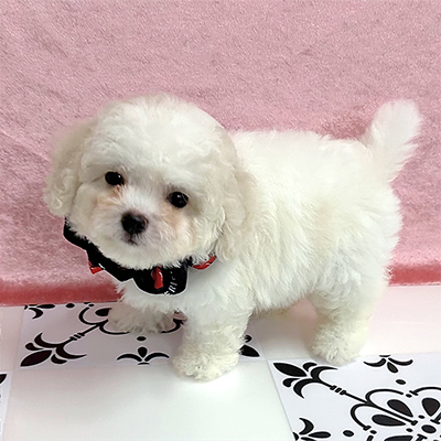 福岡県のハーフ犬・ミックス犬 (ぱぴぷぺっと福岡店/2025年5月15日生まれ/女の子/ホワイトクリーム)の子犬の2枚目の画像