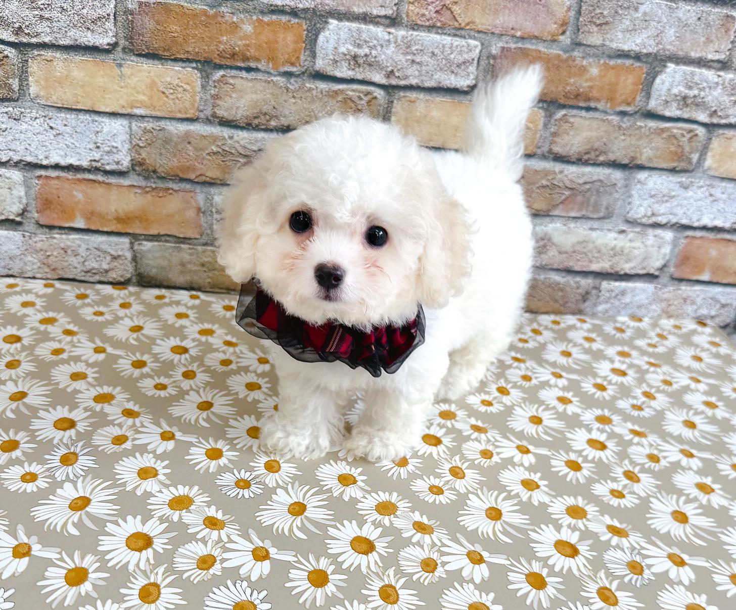 福岡県のハーフ犬・ミックス犬 (ぱぴぷぺっと福岡店/2025年5月15日生まれ/女の子/ホワイトクリーム)の子犬の2枚目の画像