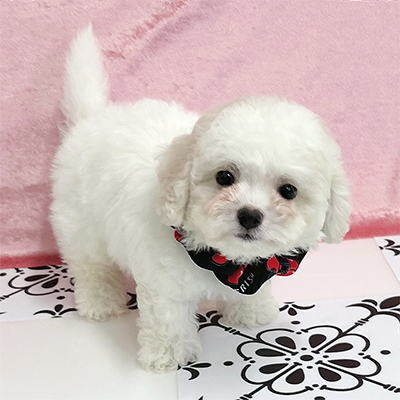 福岡県のハーフ犬・ミックス犬 (ぱぴぷぺっと福岡店/2025年5月15日生まれ/女の子/ホワイトクリーム)の子犬の3枚目の画像