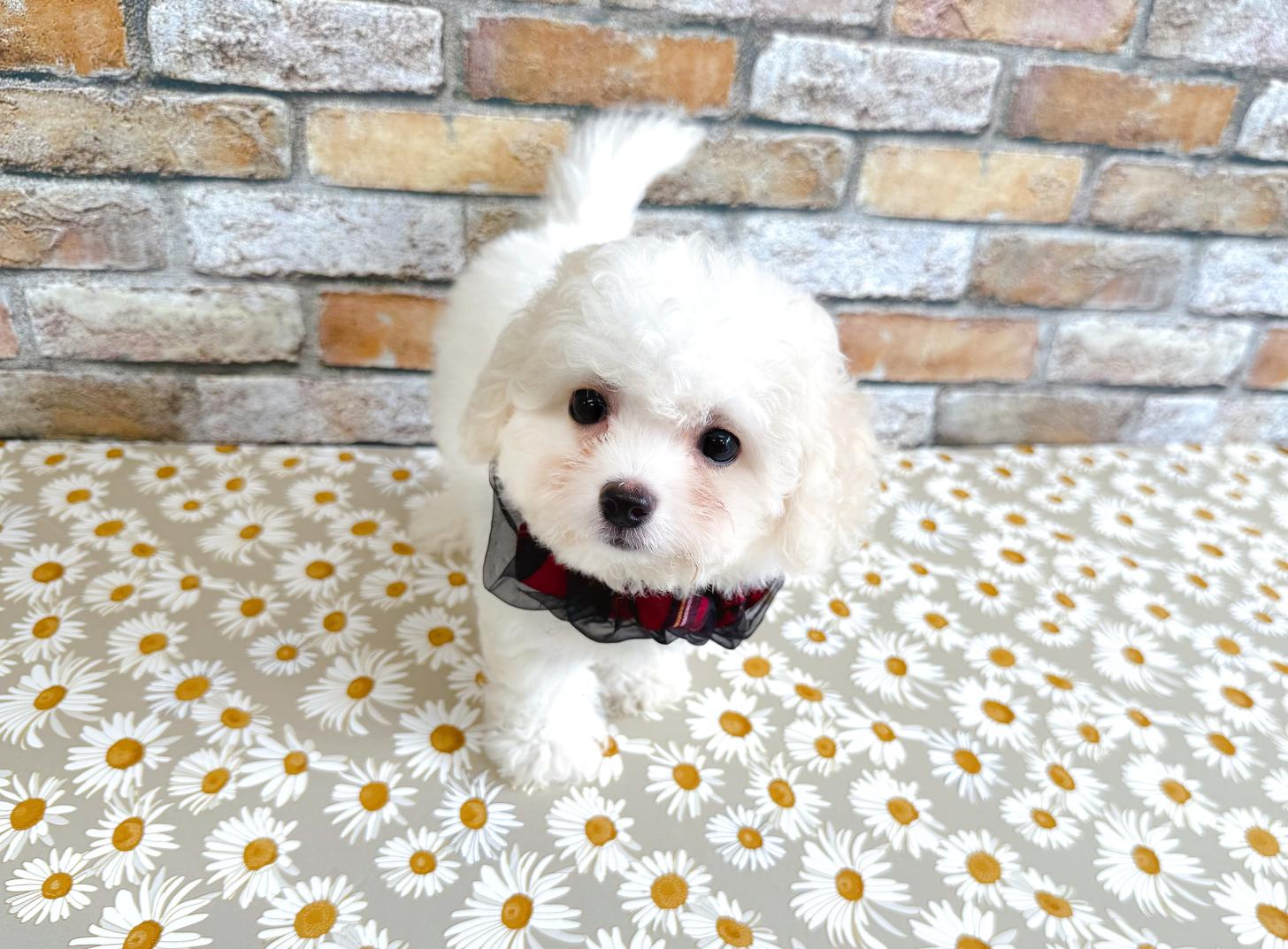 福岡県のハーフ犬・ミックス犬 (ぱぴぷぺっと福岡店/2025年5月15日生まれ/女の子/ホワイトクリーム)の子犬の3枚目の画像