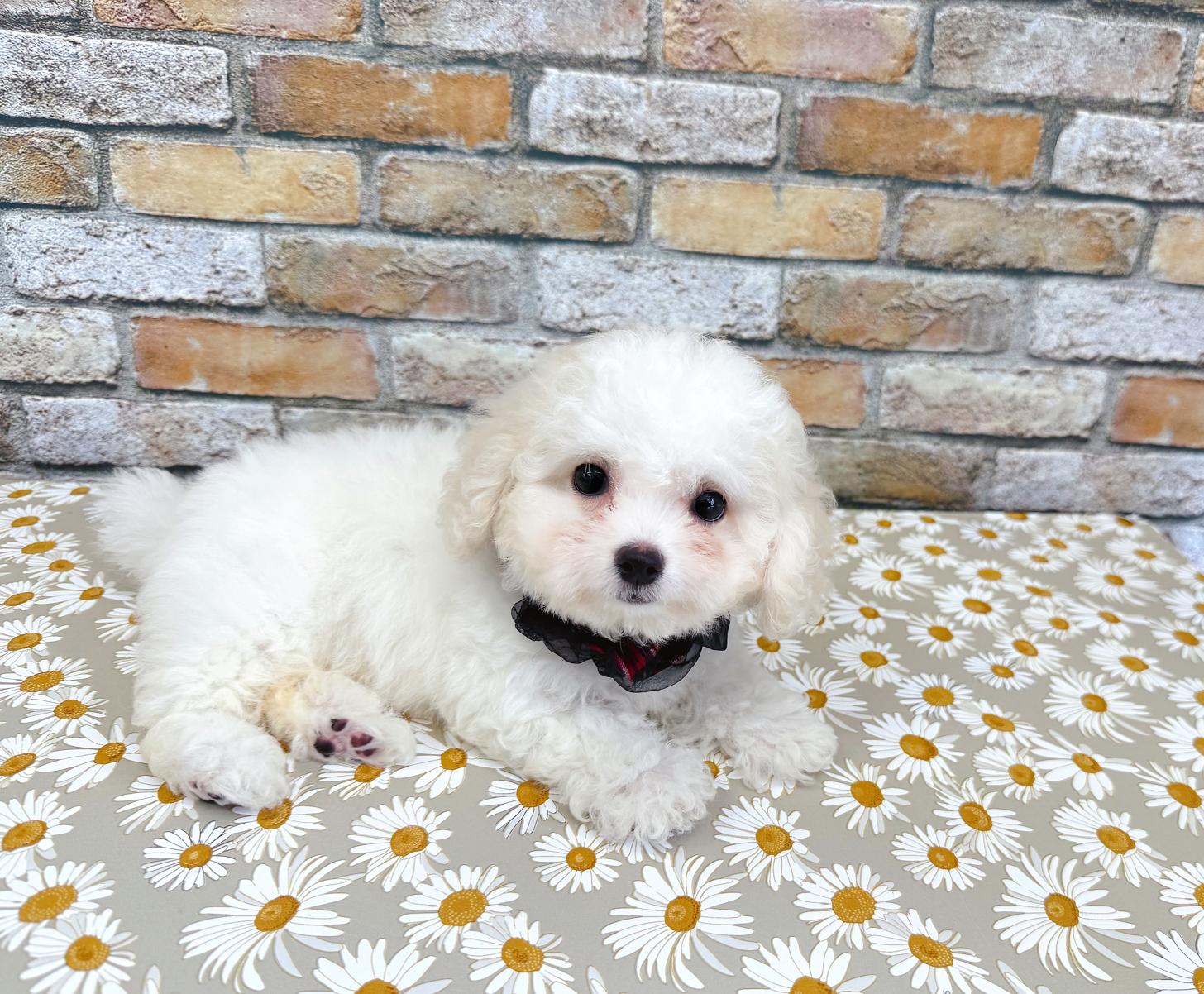 福岡県のハーフ犬・ミックス犬 (ぱぴぷぺっと福岡店/2025年5月15日生まれ/女の子/ホワイトクリーム)の子犬の4枚目の画像