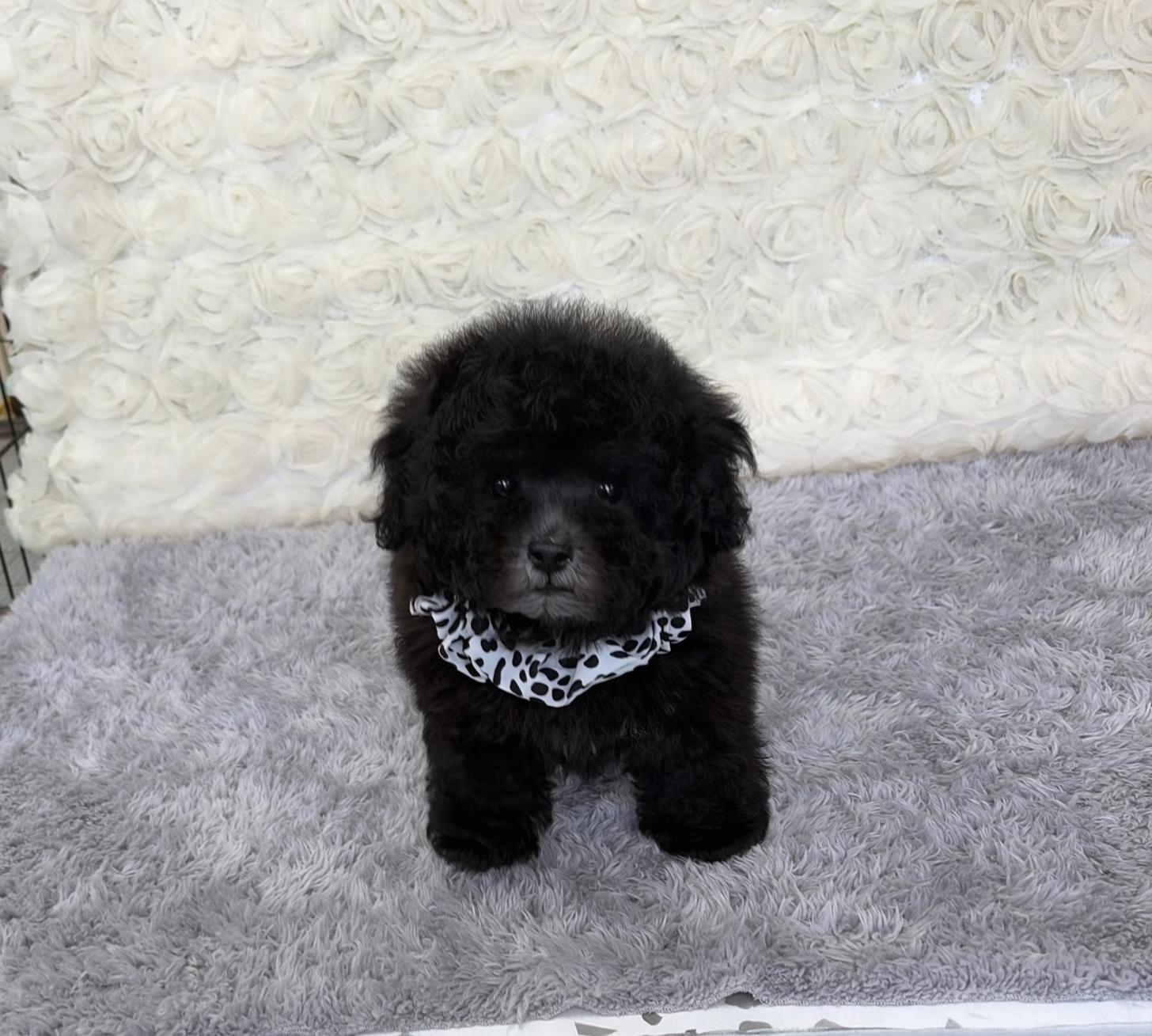 福岡県のトイプードル(タイニー) (ぱぴぷぺっと福岡店/2025年10月22日生まれ/男の子/シルバー)の子犬の2枚目の画像