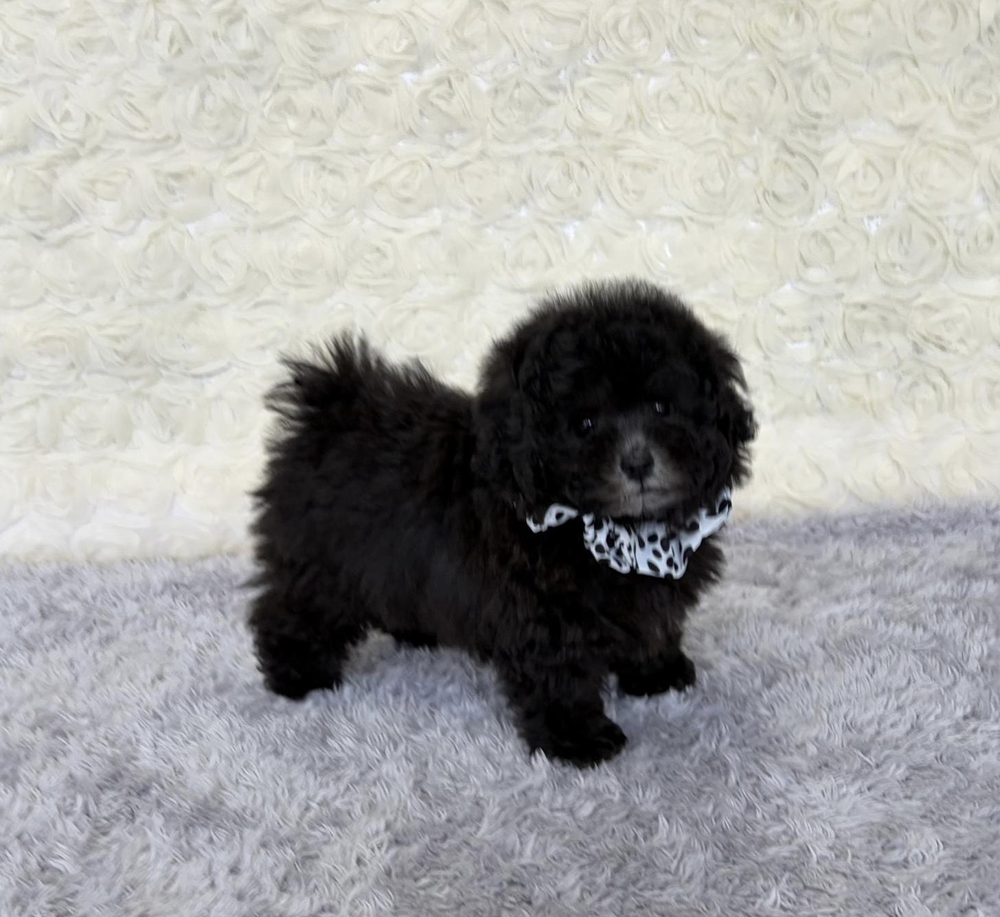 福岡県のトイプードル(タイニー) (ぱぴぷぺっと福岡店/2025年10月22日生まれ/男の子/シルバー)の子犬の3枚目の画像