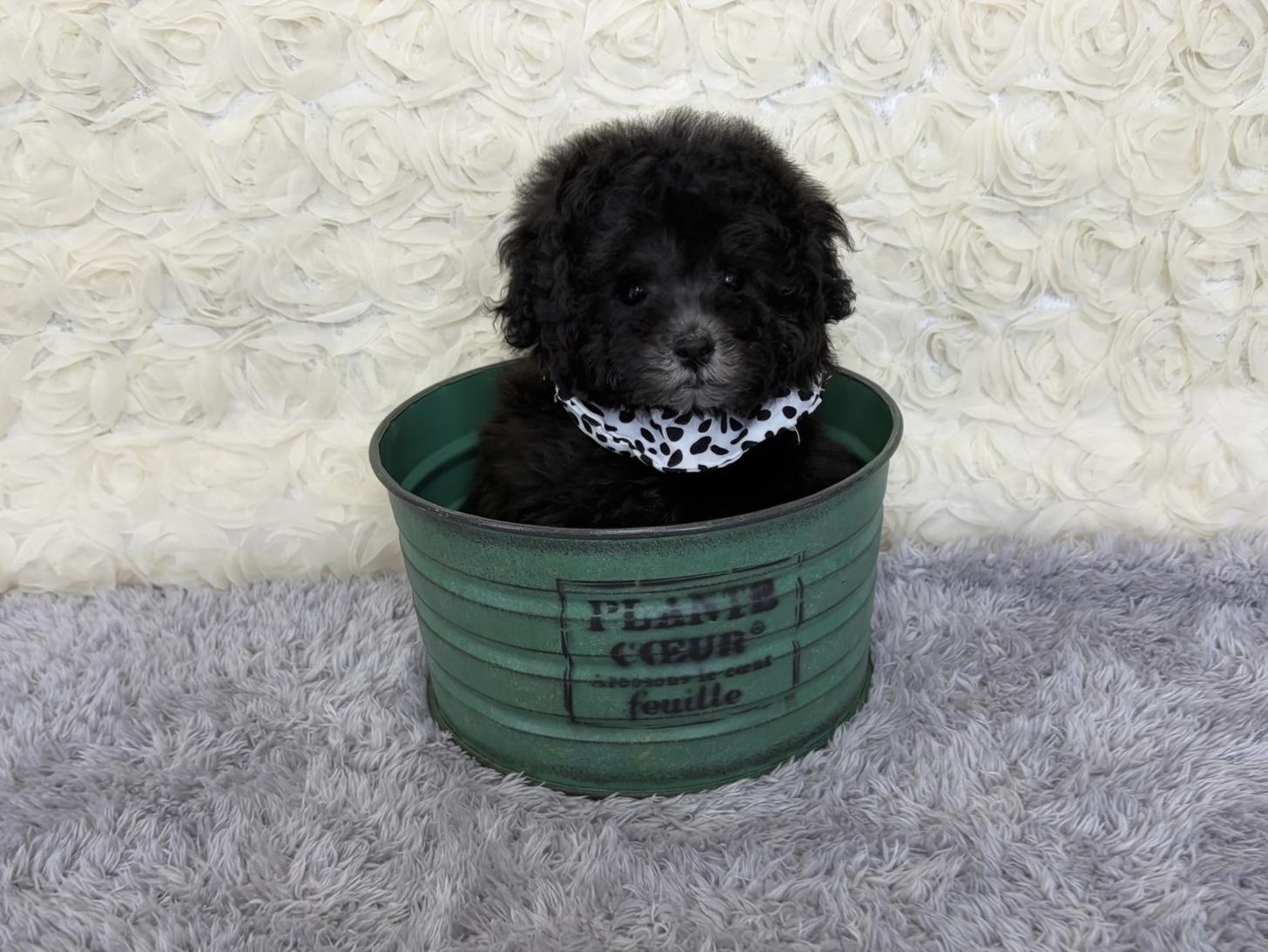 福岡県のトイプードル(タイニー) (ぱぴぷぺっと福岡店/2025年10月22日生まれ/男の子/シルバー)の子犬の4枚目の画像