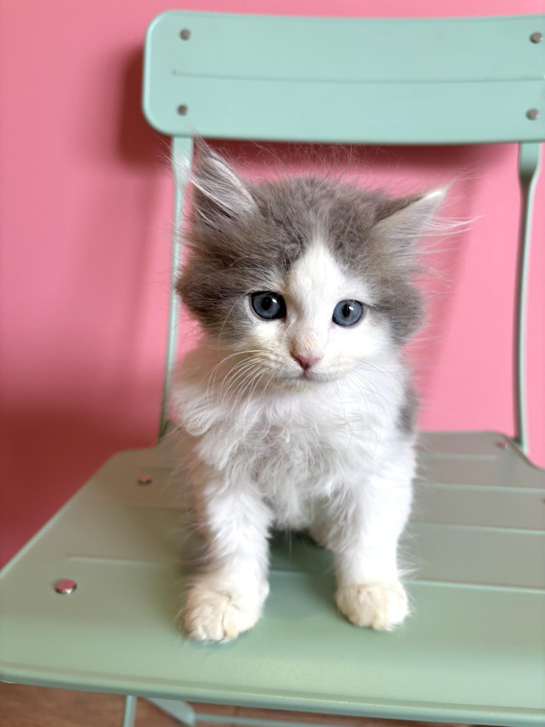 埼玉県のサイベリアン (ペッツスマイル南中野店/2026年2月14日生まれ/男の子/ブルータビーホワイト)の子猫の1枚目の画像