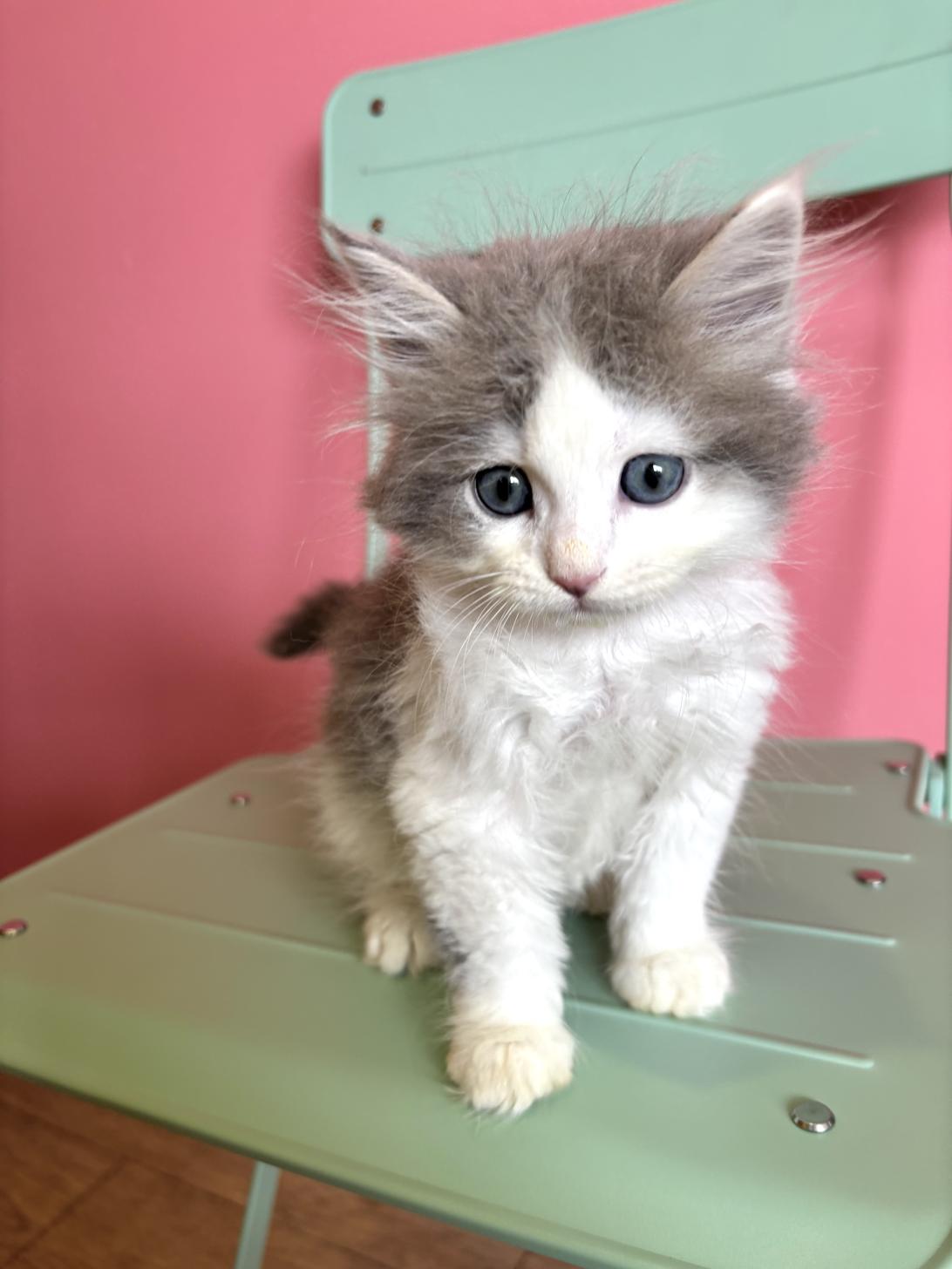 埼玉県のサイベリアン (ペッツスマイル南中野店/2026年2月14日生まれ/男の子/ブルータビーホワイト)の子猫の2枚目の画像