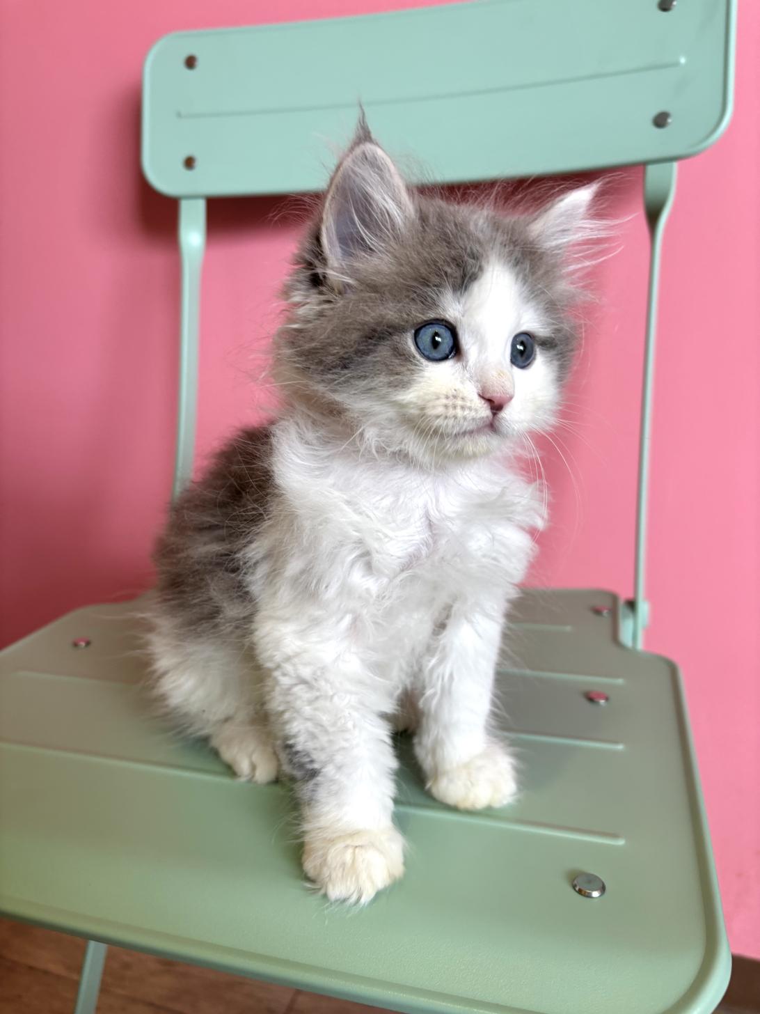 埼玉県のサイベリアン (ペッツスマイル南中野店/2026年2月14日生まれ/男の子/ブルータビーホワイト)の子猫の4枚目の画像