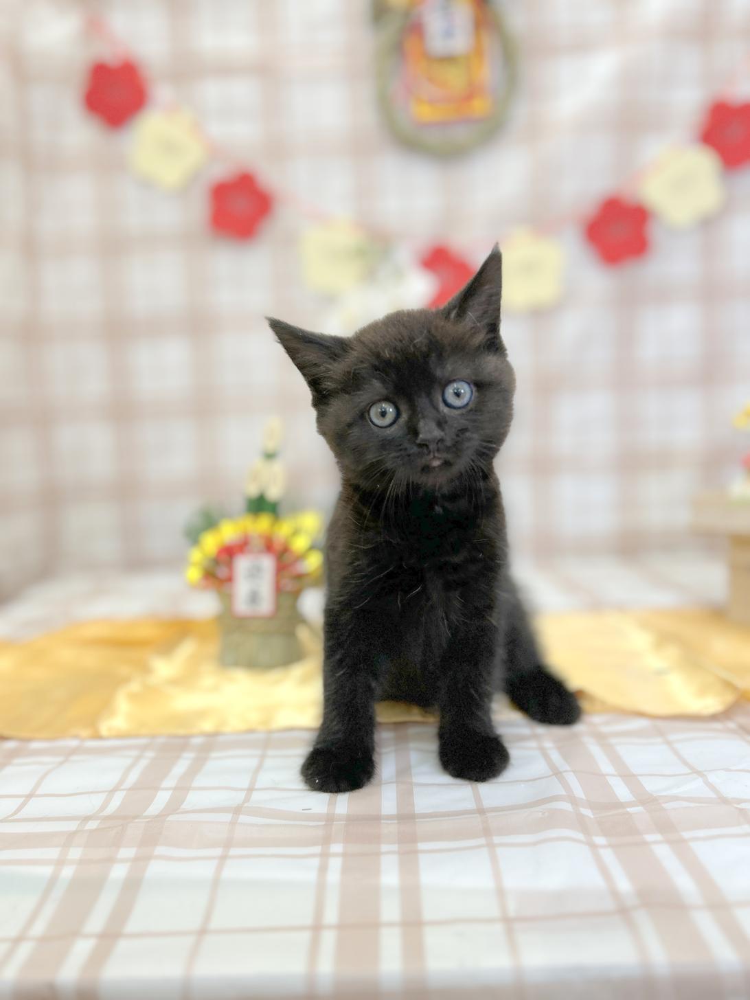 北海道のスコティッシュフォールド (ラブワンコ平岸店/2025年11月8日生まれ/女の子/ブラック)の子猫