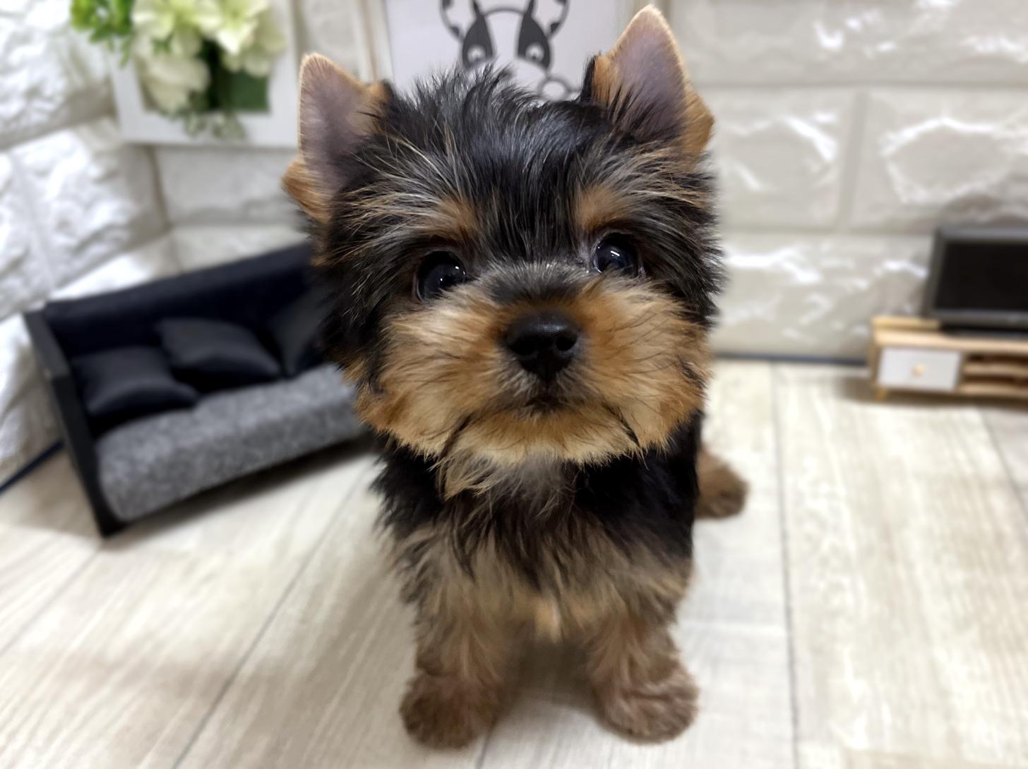 和歌山県のヨークシャーテリア (DOGMAN和歌山中之島店/2025年12月28日生まれ/男の子/スチールブルータン)の子犬の1枚目の画像