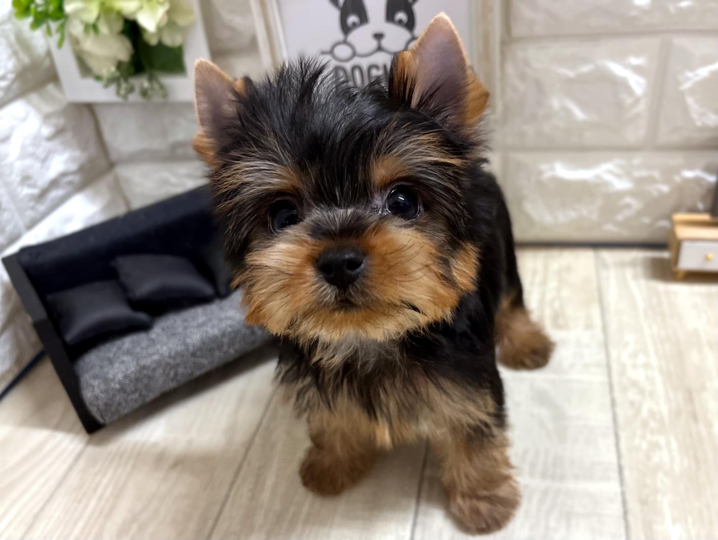 和歌山県のヨークシャーテリア (DOGMAN和歌山中之島店/2025年12月28日生まれ/男の子/スチールブルータン)の子犬の2枚目の画像