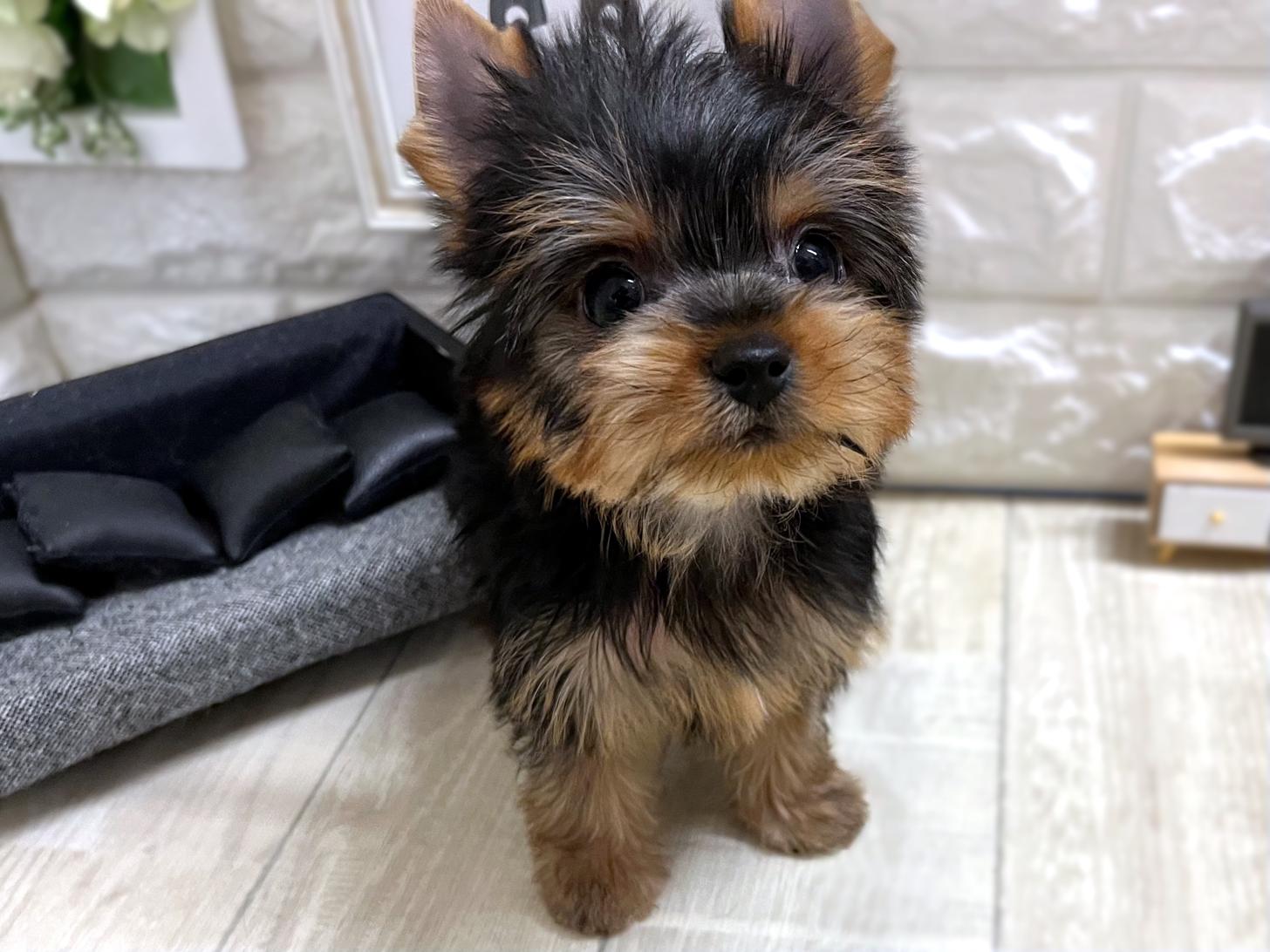 和歌山県のヨークシャーテリア (DOGMAN和歌山中之島店/2025年12月28日生まれ/男の子/スチールブルータン)の子犬の3枚目の画像