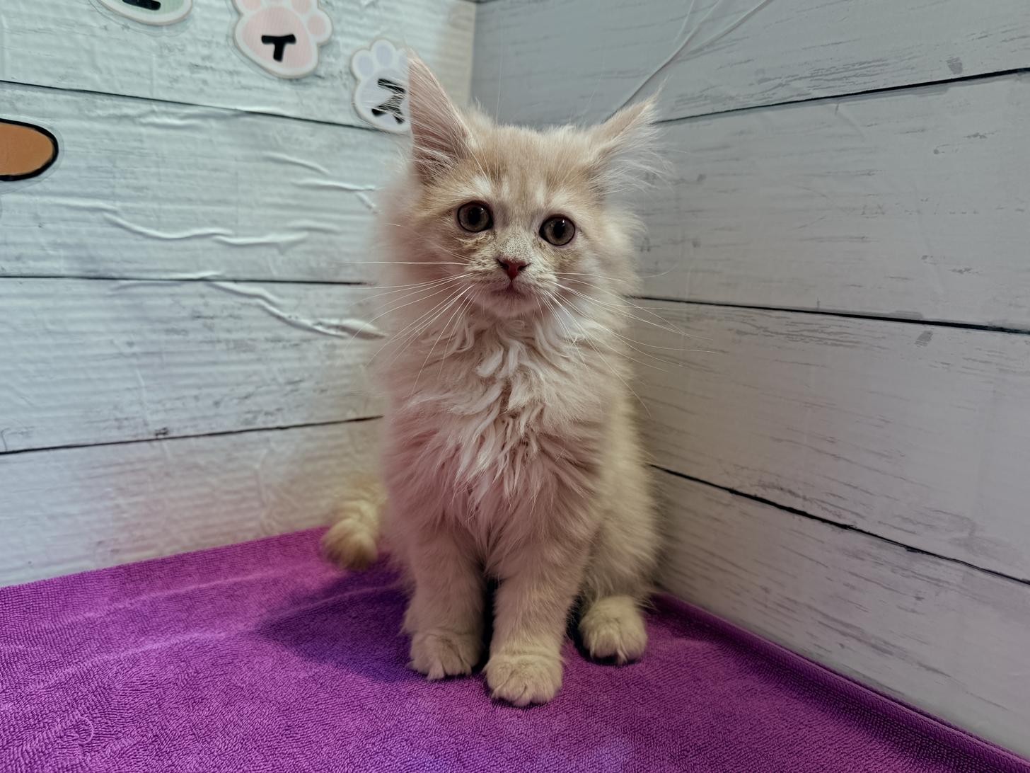 北海道のサイベリアン (ペットフェイス大谷地店/2025年10月10日生まれ/男の子/クリームタビー)の子猫の1枚目の画像