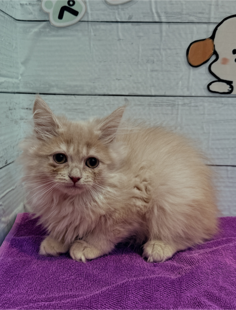 北海道のサイベリアン (ペットフェイス大谷地店/2025年10月10日生まれ/男の子/クリームタビー)の子猫