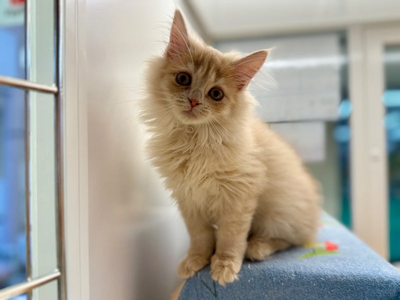 北海道のサイベリアン (ペットフェイス大谷地店/2025年10月10日生まれ/男の子/クリームタビー)の子猫の3枚目の画像