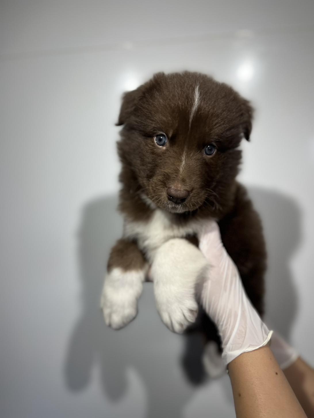 埼玉県のハーフ犬・ミックス犬 (ペッツスマイル加須インター店/2026年4月11日生まれ/男の子/レッドホワイト)の子犬の1枚目の画像