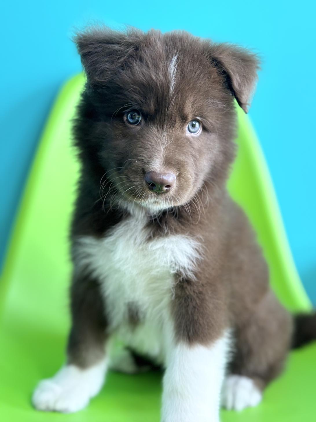 埼玉県のハーフ犬・ミックス犬 (ペッツスマイル加須インター店/2026年4月11日生まれ/男の子/レッドホワイト)の子犬の1枚目の画像