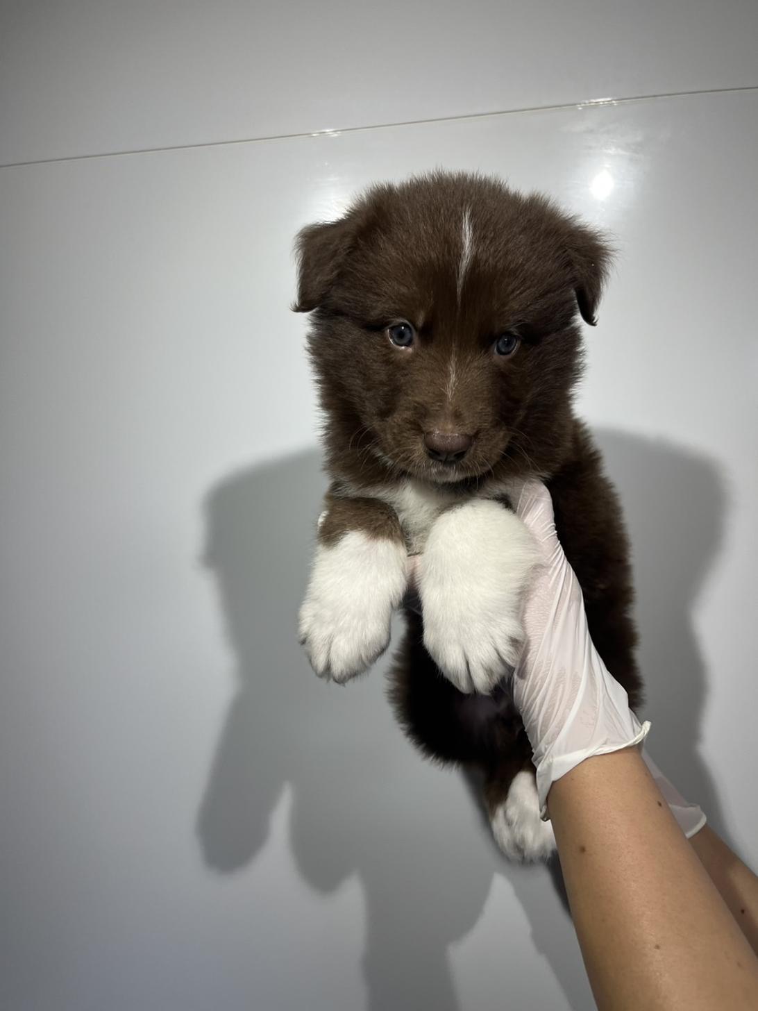 埼玉県のハーフ犬・ミックス犬 (ペッツスマイル加須インター店/2026年4月11日生まれ/男の子/レッドホワイト)の子犬の2枚目の画像