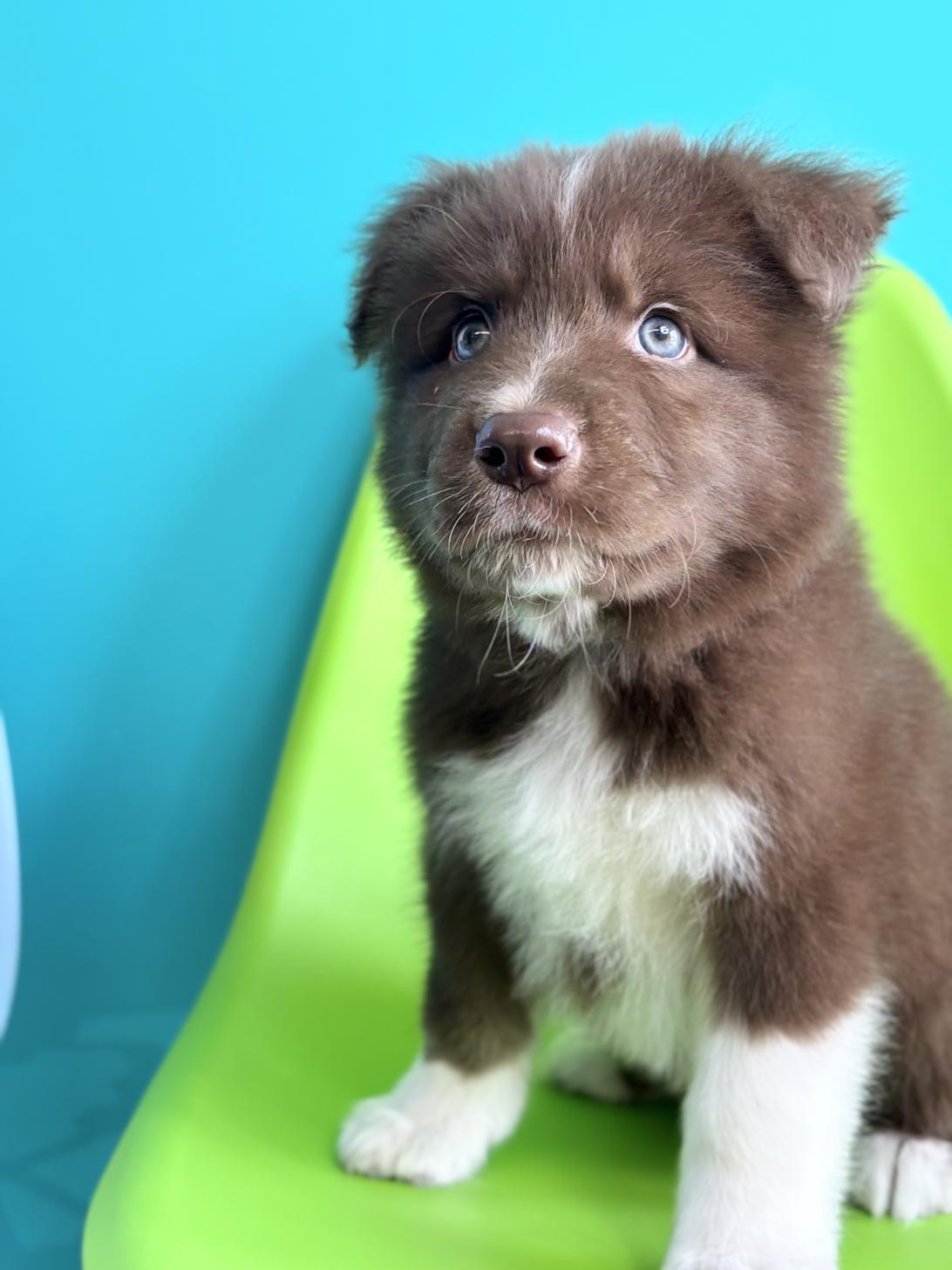 埼玉県のハーフ犬・ミックス犬 (ペッツスマイル加須インター店/2026年4月11日生まれ/男の子/レッドホワイト)の子犬の2枚目の画像
