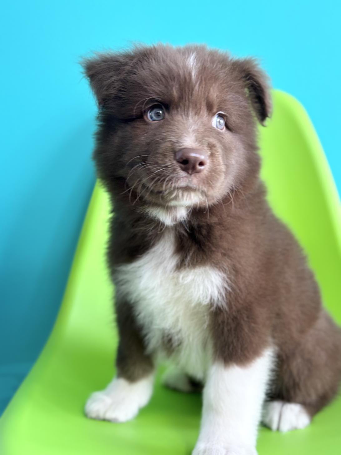 埼玉県のハーフ犬・ミックス犬 (ペッツスマイル加須インター店/2026年4月11日生まれ/男の子/レッドホワイト)の子犬の3枚目の画像