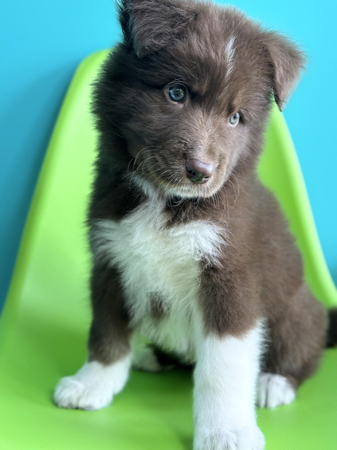 埼玉県のハーフ犬・ミックス犬 (ペッツスマイル加須インター店/2026年4月11日生まれ/男の子/レッドホワイト)の子犬の4枚目の画像