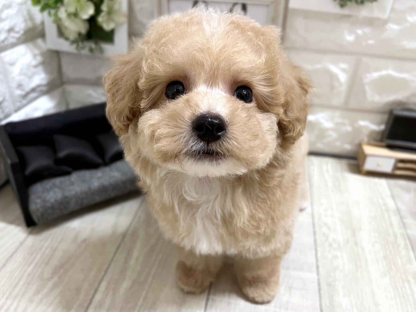 和歌山県のビションプー(ビションフリーゼ×プードル) (DOGMAN和歌山中之島店/2026年3月29日生まれ/男の子/クリームホワイト)の子犬の1枚目の画像