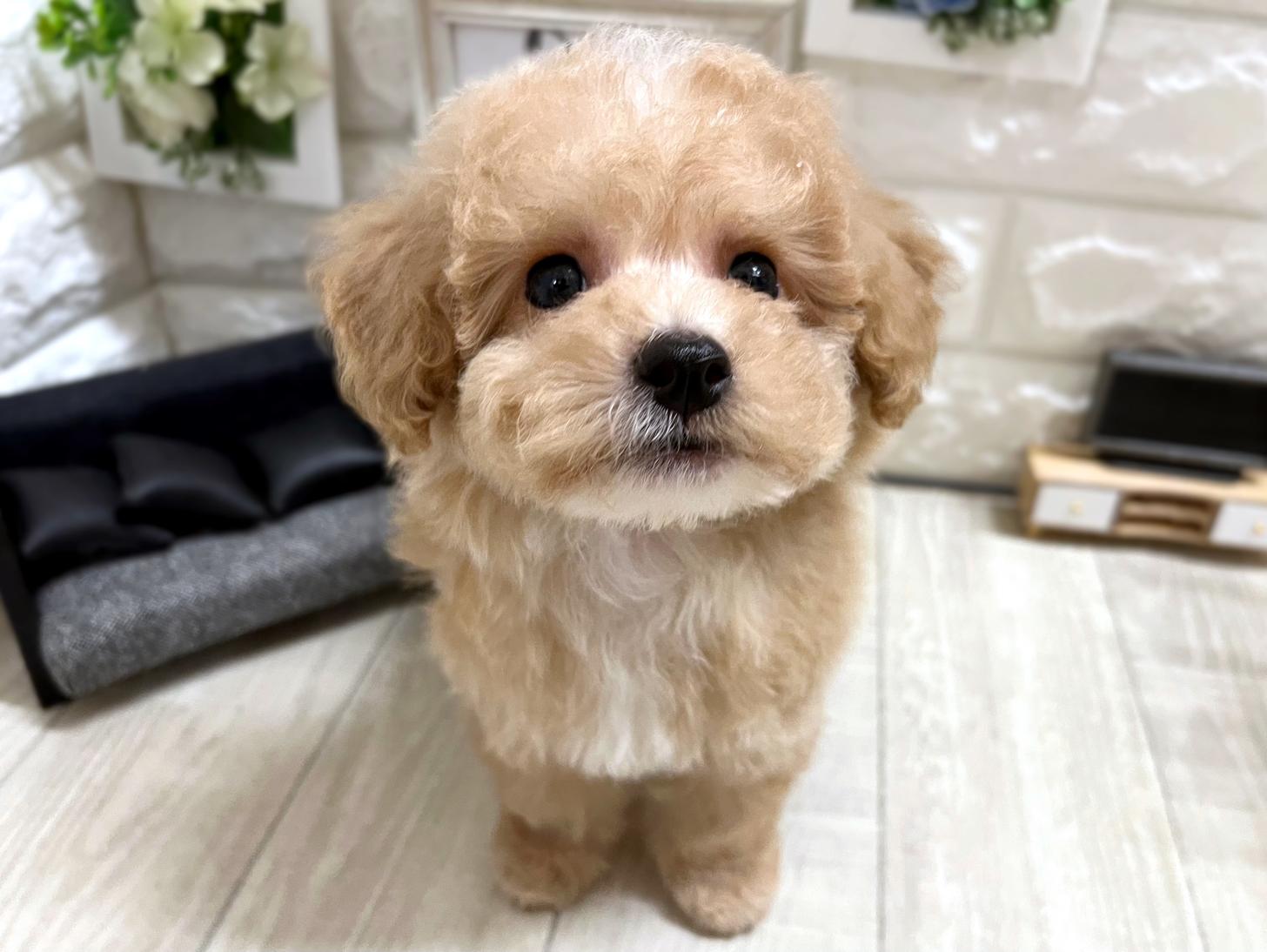 和歌山県のビションプー(ビションフリーゼ×プードル) (DOGMAN和歌山中之島店/2026年3月29日生まれ/男の子/クリームホワイト)の子犬の2枚目の画像
