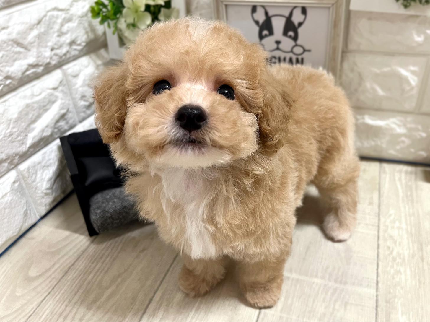 和歌山県のビションプー(ビションフリーゼ×プードル) (DOGMAN和歌山中之島店/2026年3月29日生まれ/男の子/クリームホワイト)の子犬の3枚目の画像