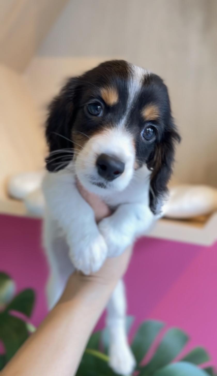 埼玉県のミニチュアダックスフンド(ロング) (PET SHOP Tiny tales/2025年11月22日生まれ/男の子/ブラックタンパイボールド)の子犬の1枚目の画像