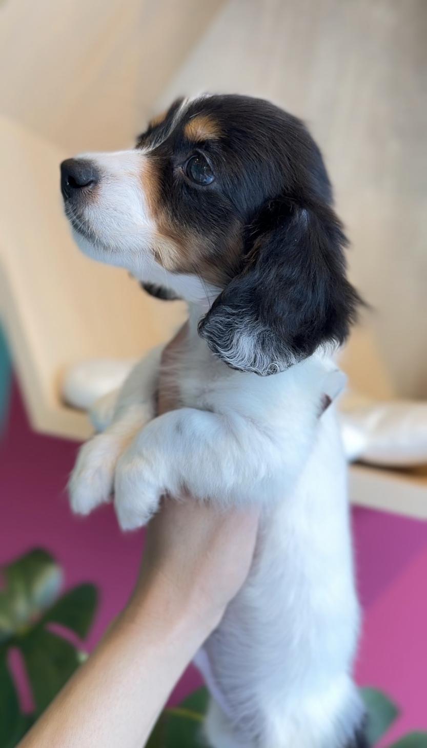 埼玉県のミニチュアダックスフンド(ロング) (PET SHOP Tiny tales/2025年11月22日生まれ/男の子/ブラックタンパイボールド)の子犬の2枚目の画像