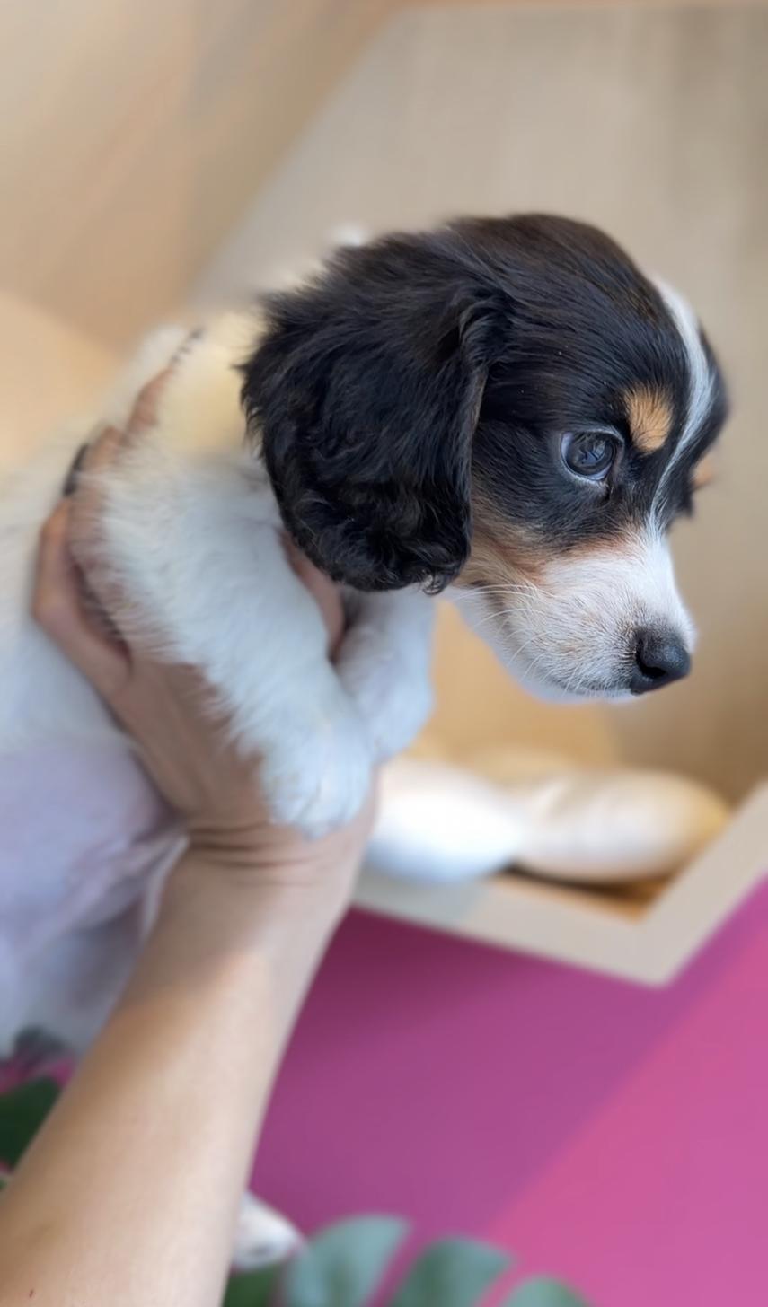 埼玉県のミニチュアダックスフンド(ロング) (PET SHOP Tiny tales/2025年11月22日生まれ/男の子/ブラックタンパイボールド)の子犬の3枚目の画像