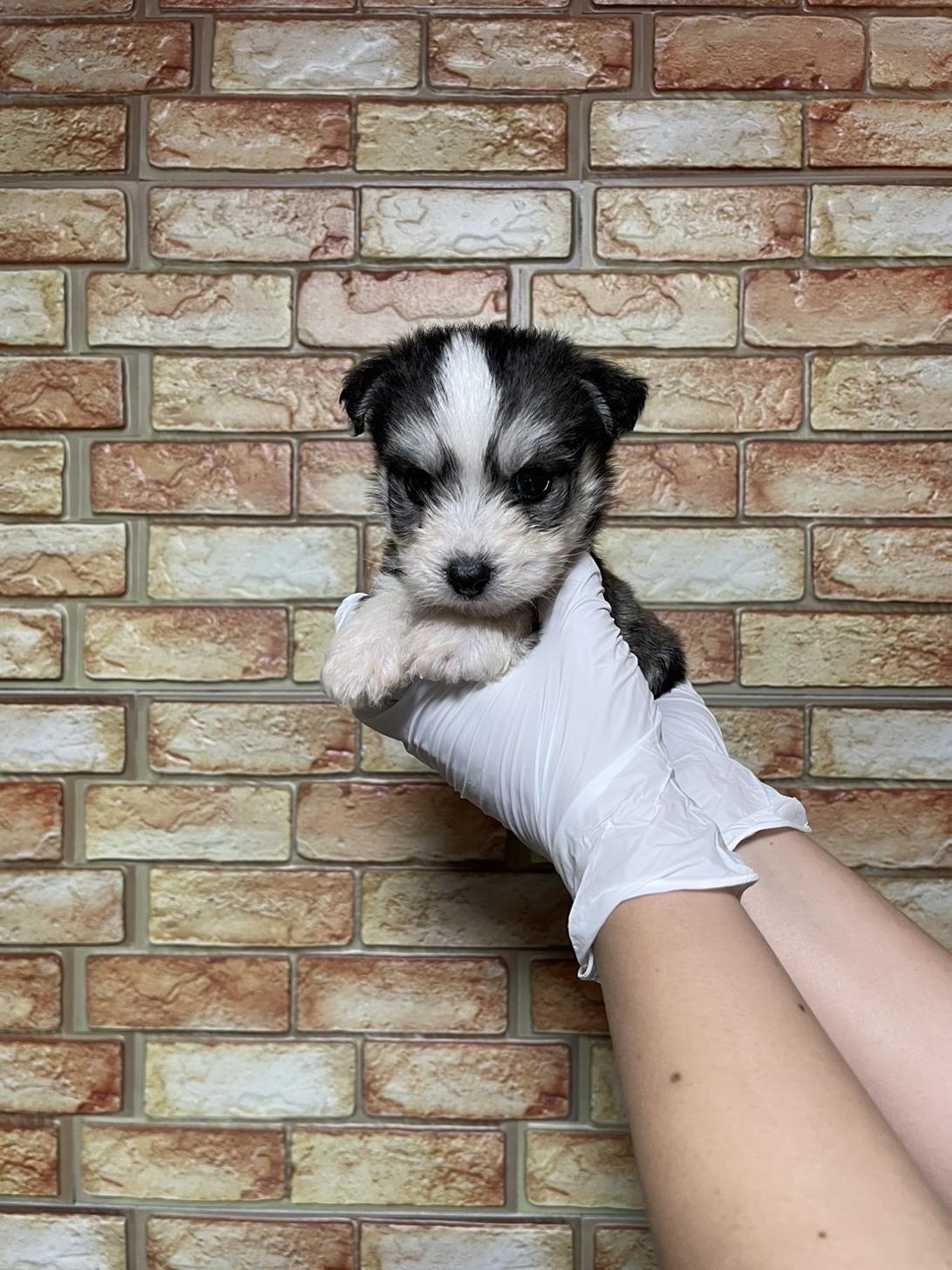 埼玉県のハーフ犬・ミックス犬 (ペッツスマイル加須インター店/2025年4月12日生まれ/男の子/その他色)の子犬