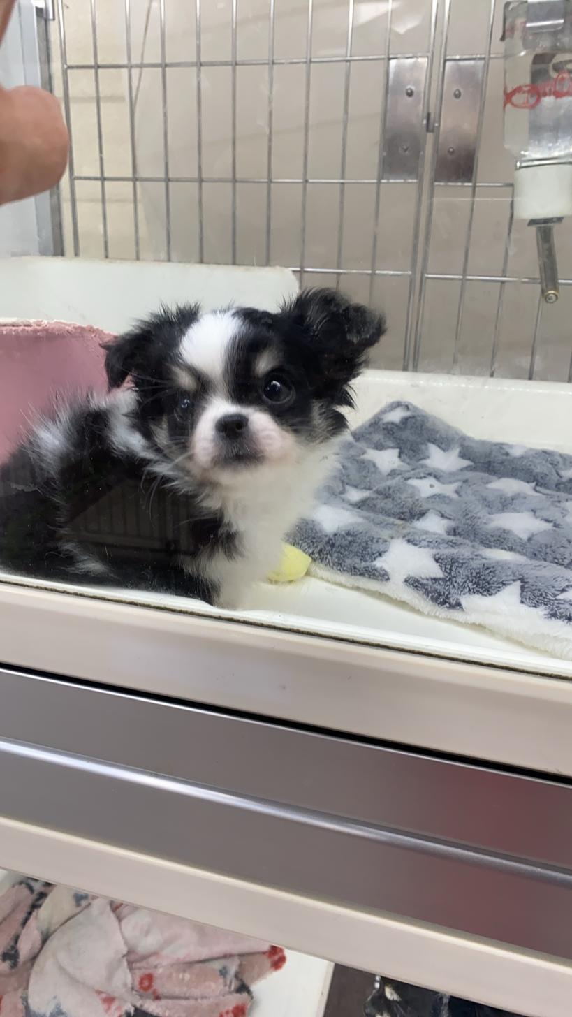 滋賀県のチワワ(ロング) (ナカニシケンネル/2025年12月7日生まれ/男の子/トライカラー)の子犬