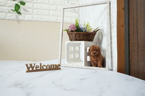 滋賀県のトイプードル(ティーカップ) (いっぷく湖南店/2025年12月2日生まれ/男の子/レッドフォーン)の子犬の1枚目の画像